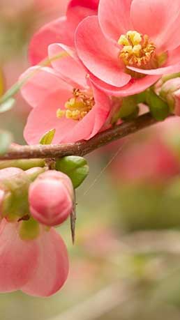 Flower Blossom Pink