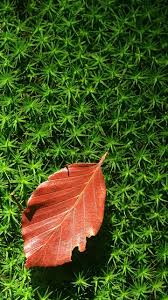 Cannabis Wallpaper Wallpaper
