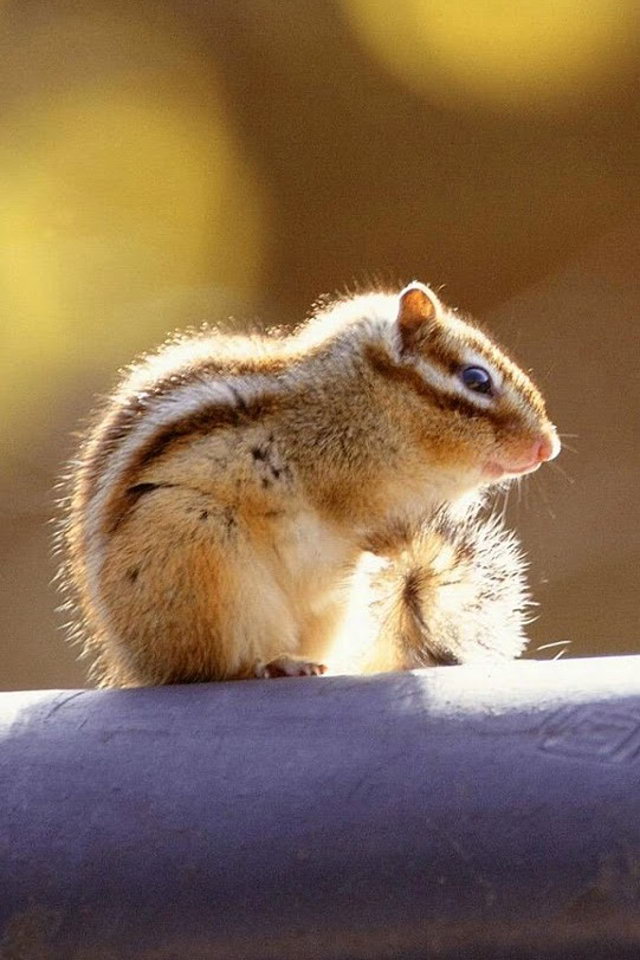 Cute Little Squirrel Animal Wallpaper