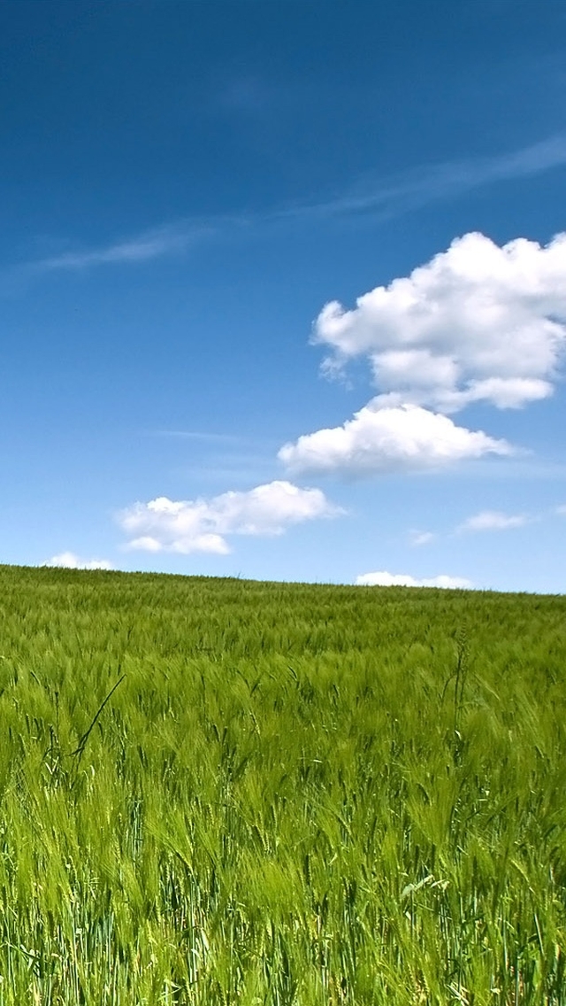 IPhone 5 Wallpaper Wheat 04 Wallpaper